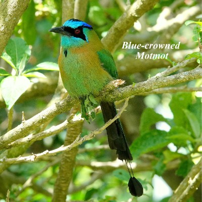 Blue-crowned Motmot